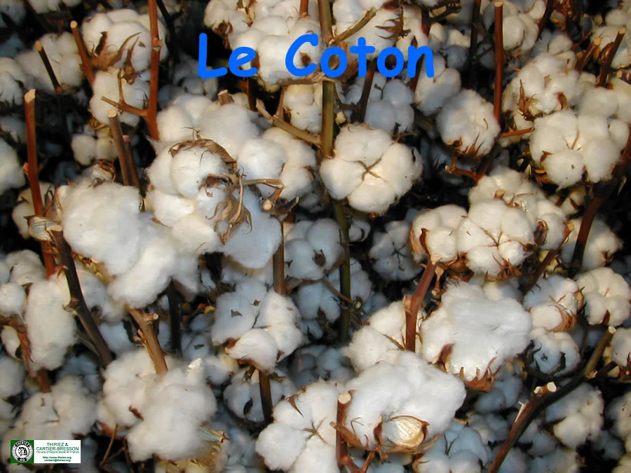 Coton